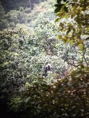 Semnopithecus johnii