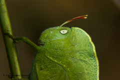 Teratodes monticollis