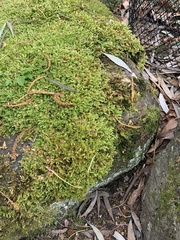 Thuidiopsis