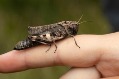 Psophus stridulus