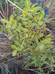 Zanthoxylum capense