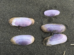 Psammobiidae