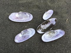 Psammobiidae