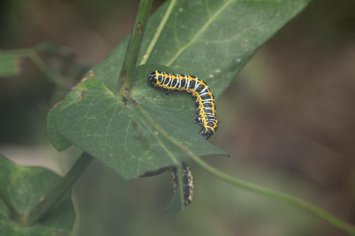 Cucullia lactucae