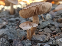 Tubariaceae
