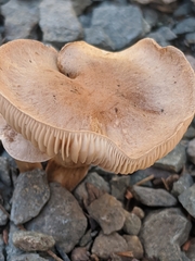 Tubariaceae