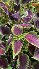 Coleus scutellarioides