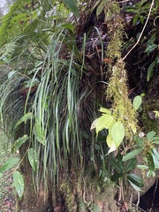 Haplopteris flexuosa