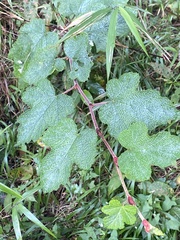 Rubus formosensis