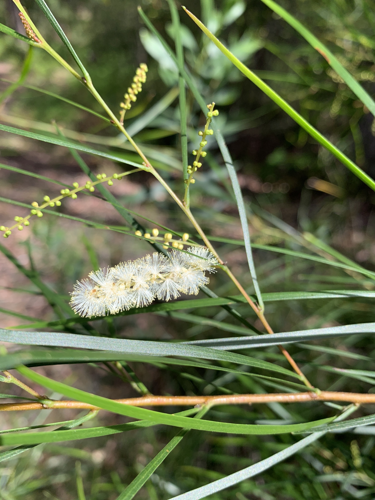 Acacia longissima