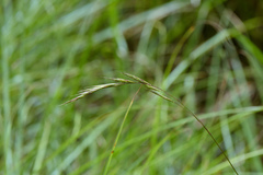 Bromus morrisonensis