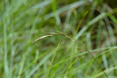 Bromus morrisonensis