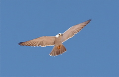Falco hypoleucos
