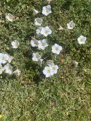 Nierembergia calycina