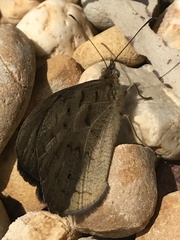 Heteronympha merope