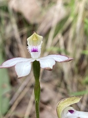 Caladenia cucullata