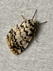 Hectobrocha pentacyma