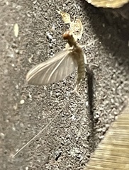 Callibaetis pictus