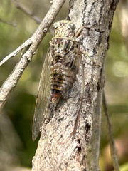 Telmapsalta hackeri