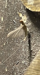 Callibaetis pictus