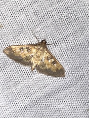 Diacme elealis