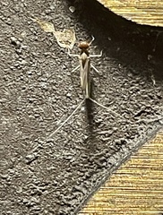 Callibaetis pictus