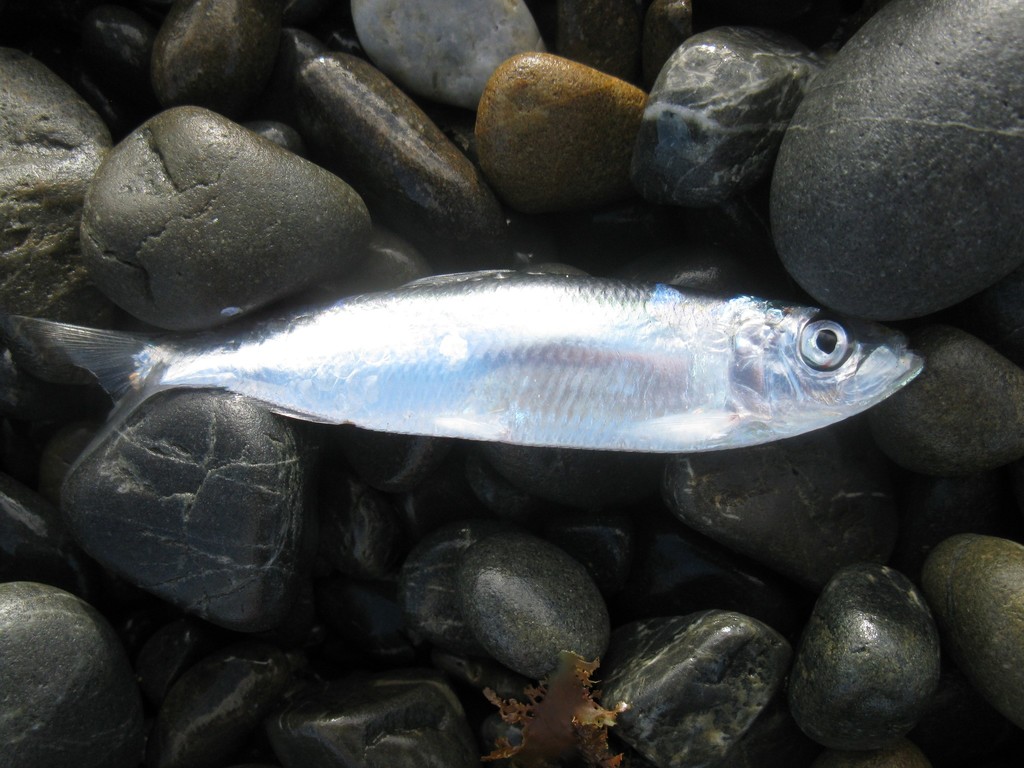 New Zealand Blueback Sprat