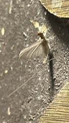 Callibaetis pictus