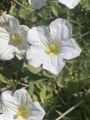 Nierembergia calycina