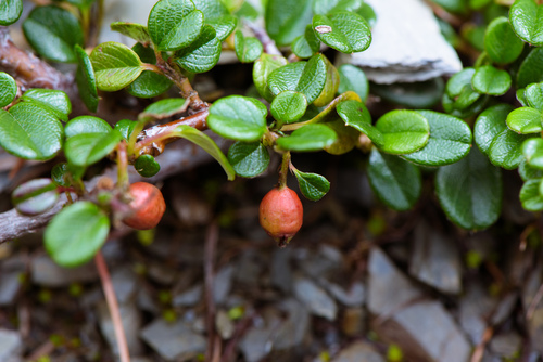 Cotoneaster dammeri