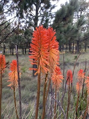 Kniphofia