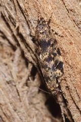 Barea codrella