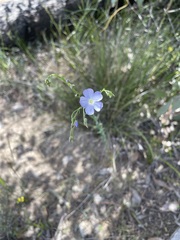 Linum marginale