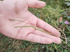 Paspalum scrobiculatum