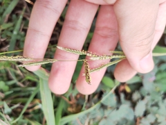 Paspalum scrobiculatum