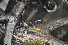 Metopograpsus latifrons