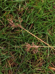 Fimbristylis dichotoma