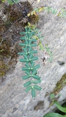 Pellaea ternifolia