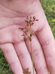 Fimbristylis dichotoma
