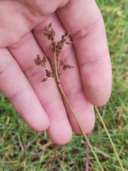 Fimbristylis dichotoma