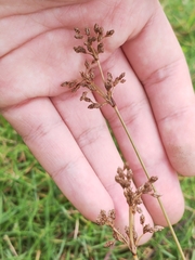 Fimbristylis dichotoma