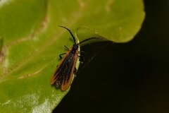 Xylobanus coenosus