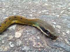 Dendrophidion bivittatus