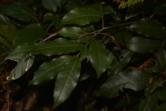 Alectryon subcinereus