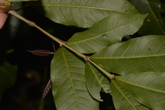 Alectryon subcinereus