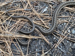 Thamnophis scalaris