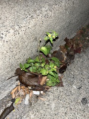 Galinsoga quadriradiata