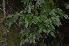 Archidendron grandiflorum