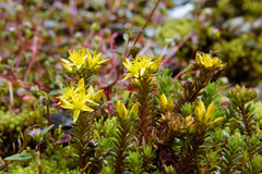 Sedum morrisonense