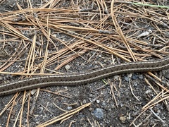 Thamnophis scalaris